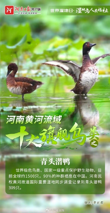 河南黄河流域十大旗舰鸟类图鉴 河南黄河流域十大旗舰鸟类图鉴