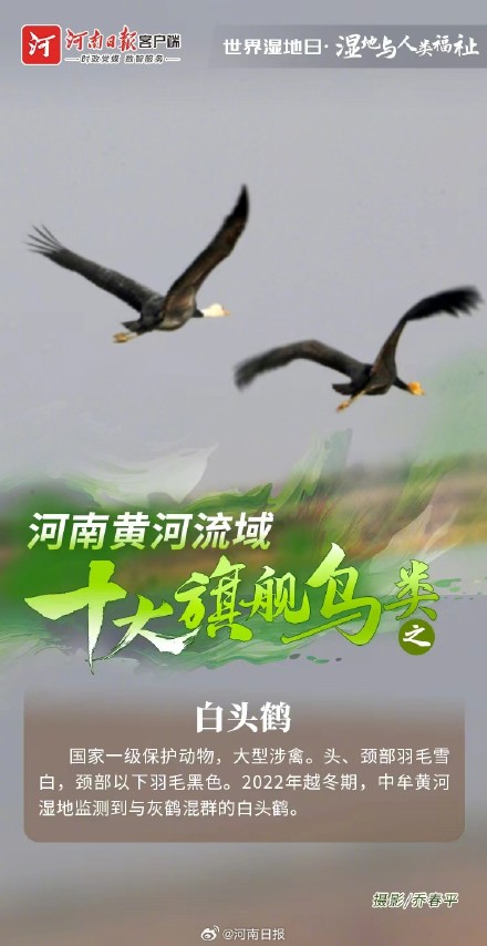 河南黄河流域十大旗舰鸟类图鉴 河南黄河流域十大旗舰鸟类图鉴