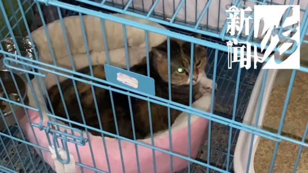 “我有产权,别人管不着!”上海一女子竟在车库养了10只猫,邻居苦不堪言 “我有产权,别人管不着!”上海一女子竟在车库养了10只猫,邻居苦不堪言