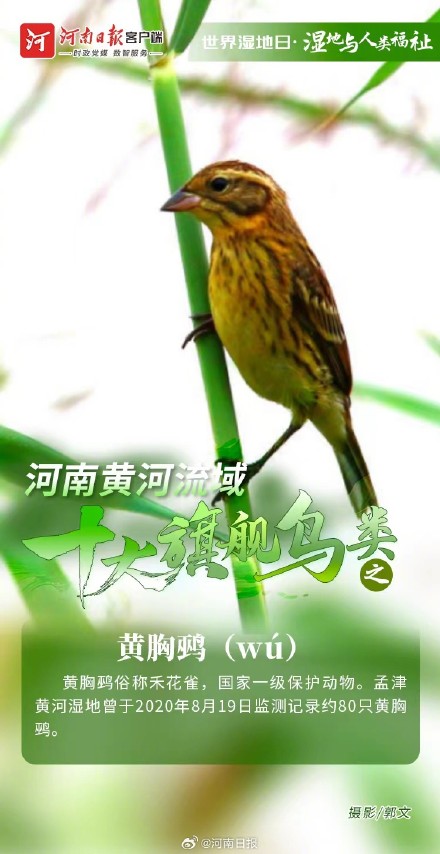 河南黄河流域十大旗舰鸟类图鉴 河南黄河流域十大旗舰鸟类图鉴