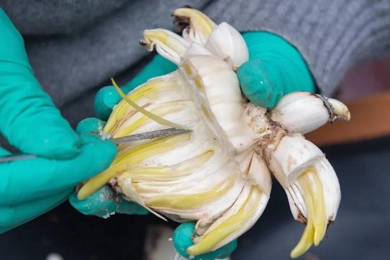 又香又美!很多上海人都买了!如何“保鲜”到春节?攻略来了→ 又香又美!很多上海人都买了!如何“保鲜”到春节?攻略来了→