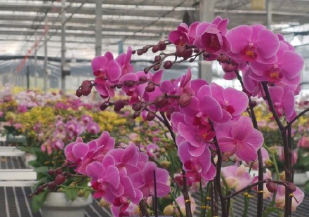 广州蝴蝶兰销售走俏，大多名花有主！