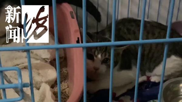 “我有产权,别人管不着!”上海一女子竟在车库养了10只猫,邻居苦不堪言 “我有产权,别人管不着!”上海一女子竟在车库养了10只猫,邻居苦不堪言