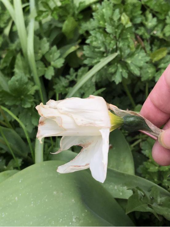 又香又美!很多上海人都买了!如何“保鲜”到春节?攻略来了→ 又香又美!很多上海人都买了!如何“保鲜”到春节?攻略来了→