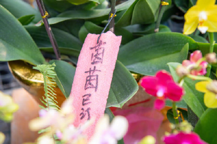 广州蝴蝶兰销售走俏，大多名花有主！