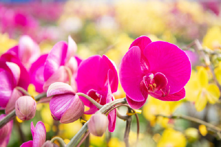 广州蝴蝶兰销售走俏，大多名花有主！