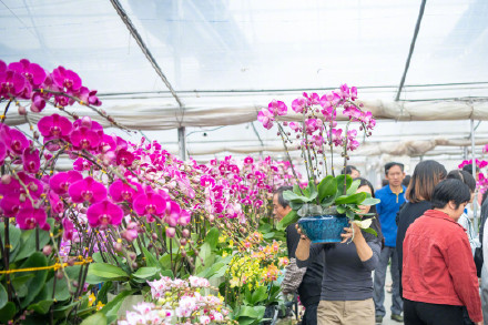 广州蝴蝶兰销售走俏，大多名花有主！