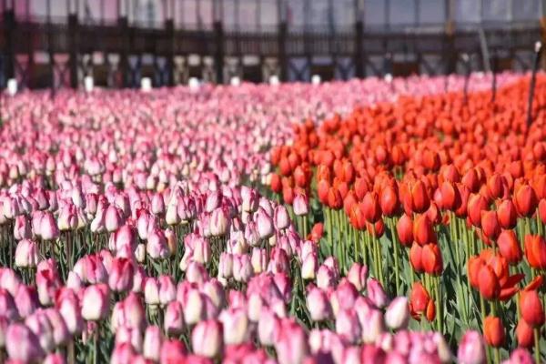 惊艳!昆明这里100万株郁金香盛放→ 惊艳!昆明这里100万株郁金香盛放→