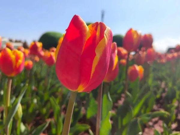 惊艳!昆明这里100万株郁金香盛放→ 惊艳!昆明这里100万株郁金香盛放→