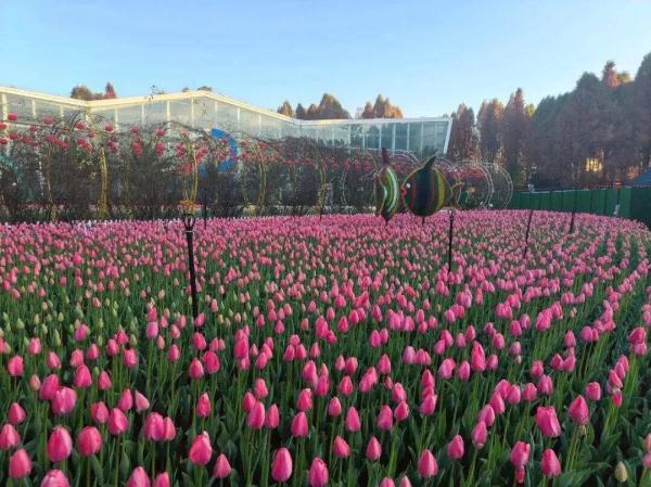 惊艳!昆明这里100万株郁金香盛放→ 惊艳!昆明这里100万株郁金香盛放→