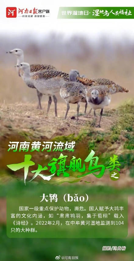 河南黄河流域十大旗舰鸟类图鉴 河南黄河流域十大旗舰鸟类图鉴