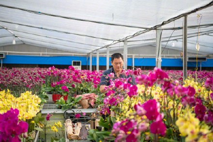 广州蝴蝶兰销售走俏，大多名花有主！