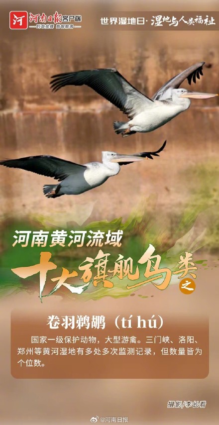 河南黄河流域十大旗舰鸟类图鉴 河南黄河流域十大旗舰鸟类图鉴