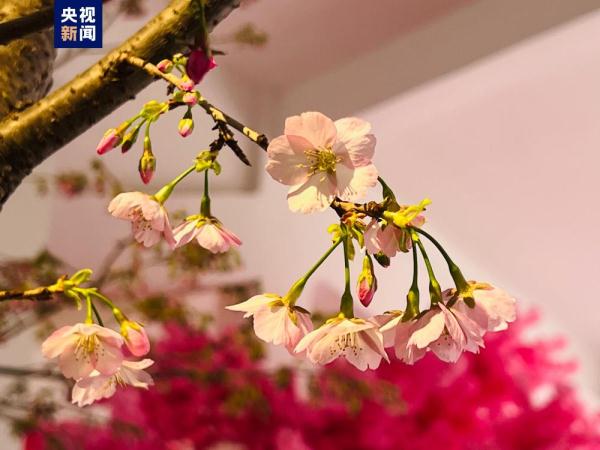 提前两个月 去北京玉渊潭公园赏樱花! 提前两个月 去北京玉渊潭公园赏樱花!