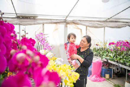 广州蝴蝶兰销售走俏，大多名花有主！