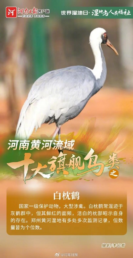 河南黄河流域十大旗舰鸟类图鉴 河南黄河流域十大旗舰鸟类图鉴