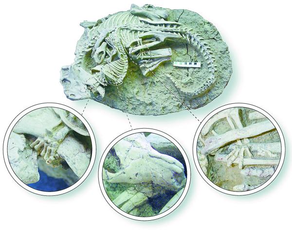 龙年说“龙”：恐龙“成名”200年
