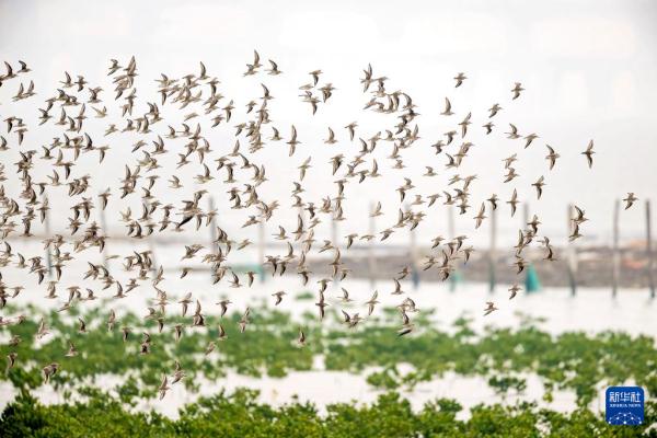 到生态湿地 赏珍稀鸟类