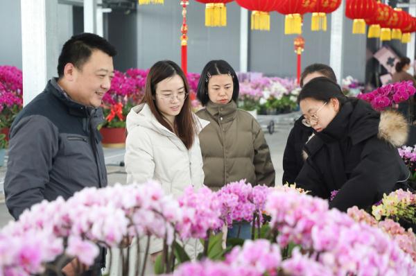 河北保定竞秀区：蝴蝶兰绽放迎新春