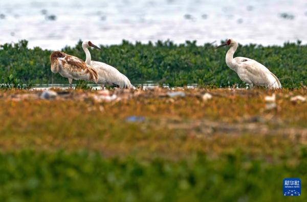 到生态湿地 赏珍稀鸟类