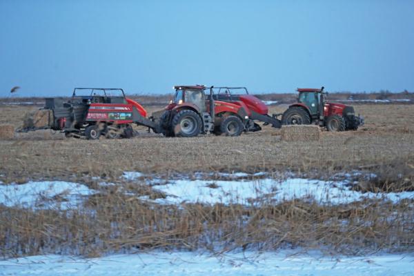 新春走基层丨芦苇变身记