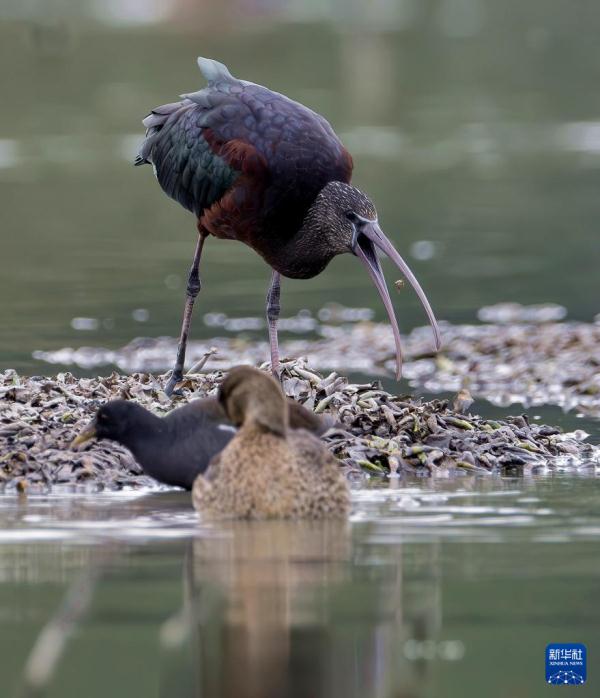 到生态湿地 赏珍稀鸟类