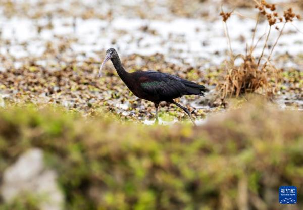 到生态湿地 赏珍稀鸟类