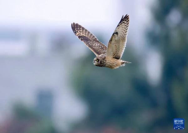 到生态湿地 赏珍稀鸟类