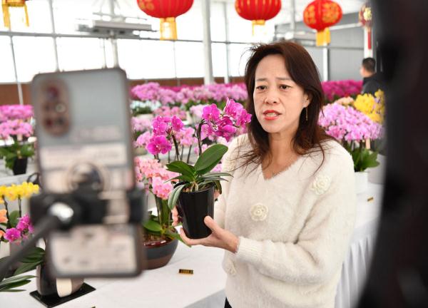 河北保定竞秀区：蝴蝶兰绽放迎新春