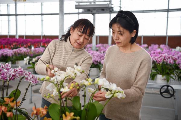 河北保定竞秀区：蝴蝶兰绽放迎新春