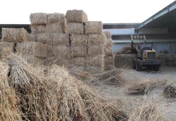新春走基层丨芦苇变身记