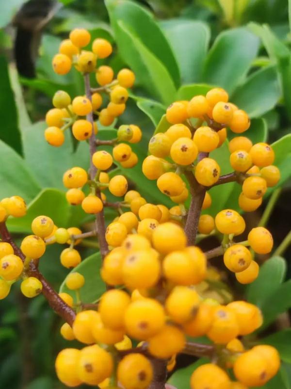 柳州这种难以下咽的果实，自带“吉祥光环”，还有大用处