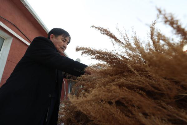 新春走基层丨芦苇变身记