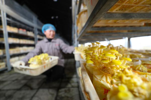 新春走基层丨芦苇变身记