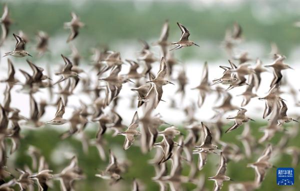 到生态湿地 赏珍稀鸟类
