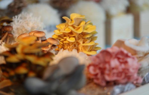 新春走基层丨芦苇变身记