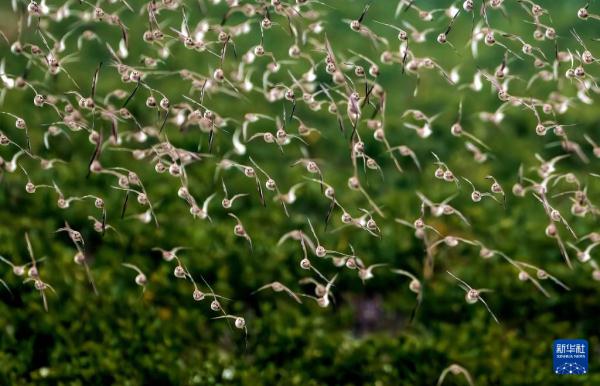 到生态湿地 赏珍稀鸟类