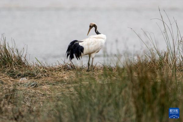 到生态湿地 赏珍稀鸟类