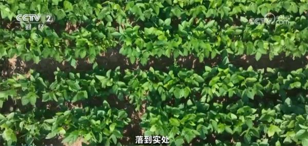 解读2024年中央一号文件 为什么粮食增产重心放在大面积提高单产上? 解读2024年中央一号文件 为什么粮食增产重心放在大面积提高单产上?