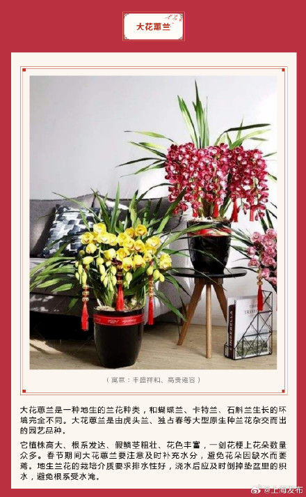 新春氛围组成员年宵花怎么选？先来认识下它们→