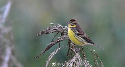 刷新纪录！西昌邛海流域鸟类突破300种