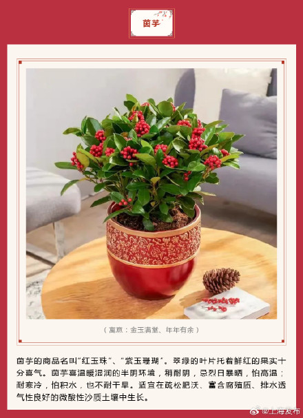 新春氛围组成员年宵花怎么选？先来认识下它们→