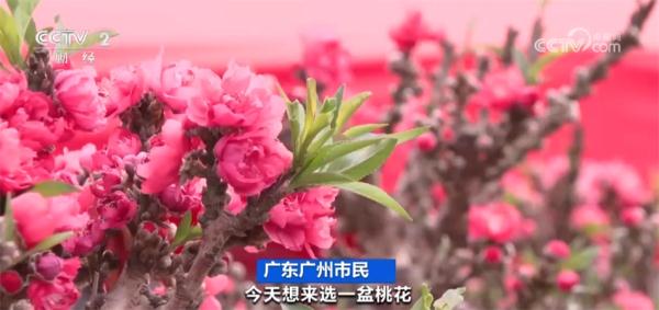 “南菜北运”加速跑、年夜饭预订火爆、年宵花热销 人间烟火味最抚凡人心 “南菜北运”加速跑、年夜饭预订火爆、年宵花热销 人间烟火味最抚凡人心