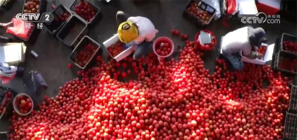 “南菜北运”加速跑、年夜饭预订火爆、年宵花热销 人间烟火味最抚凡人心 “南菜北运”加速跑、年夜饭预订火爆、年宵花热销 人间烟火味最抚凡人心