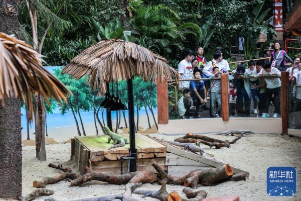 科莫多巨蜥在广州长隆亮相 科莫多巨蜥在广州长隆亮相