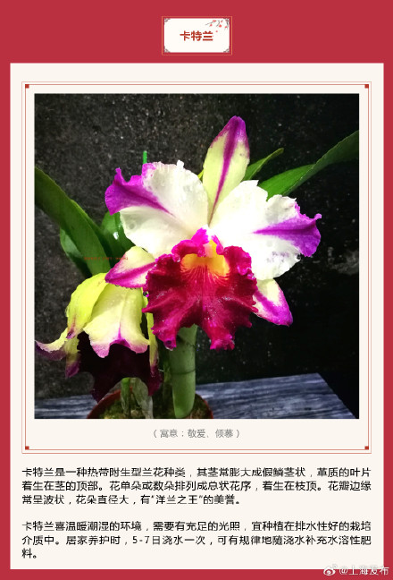 新春氛围组成员年宵花怎么选？先来认识下它们→