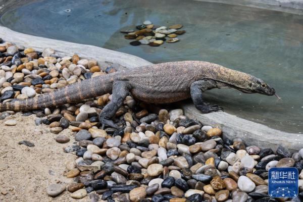 科莫多巨蜥在广州长隆亮相 科莫多巨蜥在广州长隆亮相