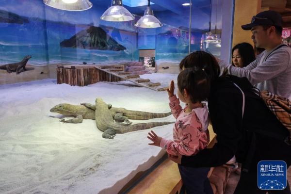 科莫多巨蜥在广州长隆亮相 科莫多巨蜥在广州长隆亮相