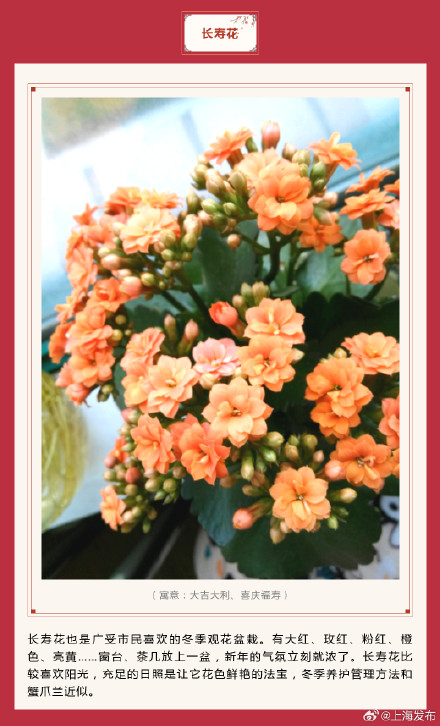 新春氛围组成员年宵花怎么选？先来认识下它们→