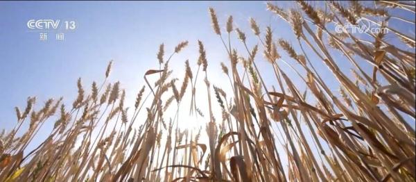 方向清晰、任务明确 中央一号文件擘画乡村振兴新图景